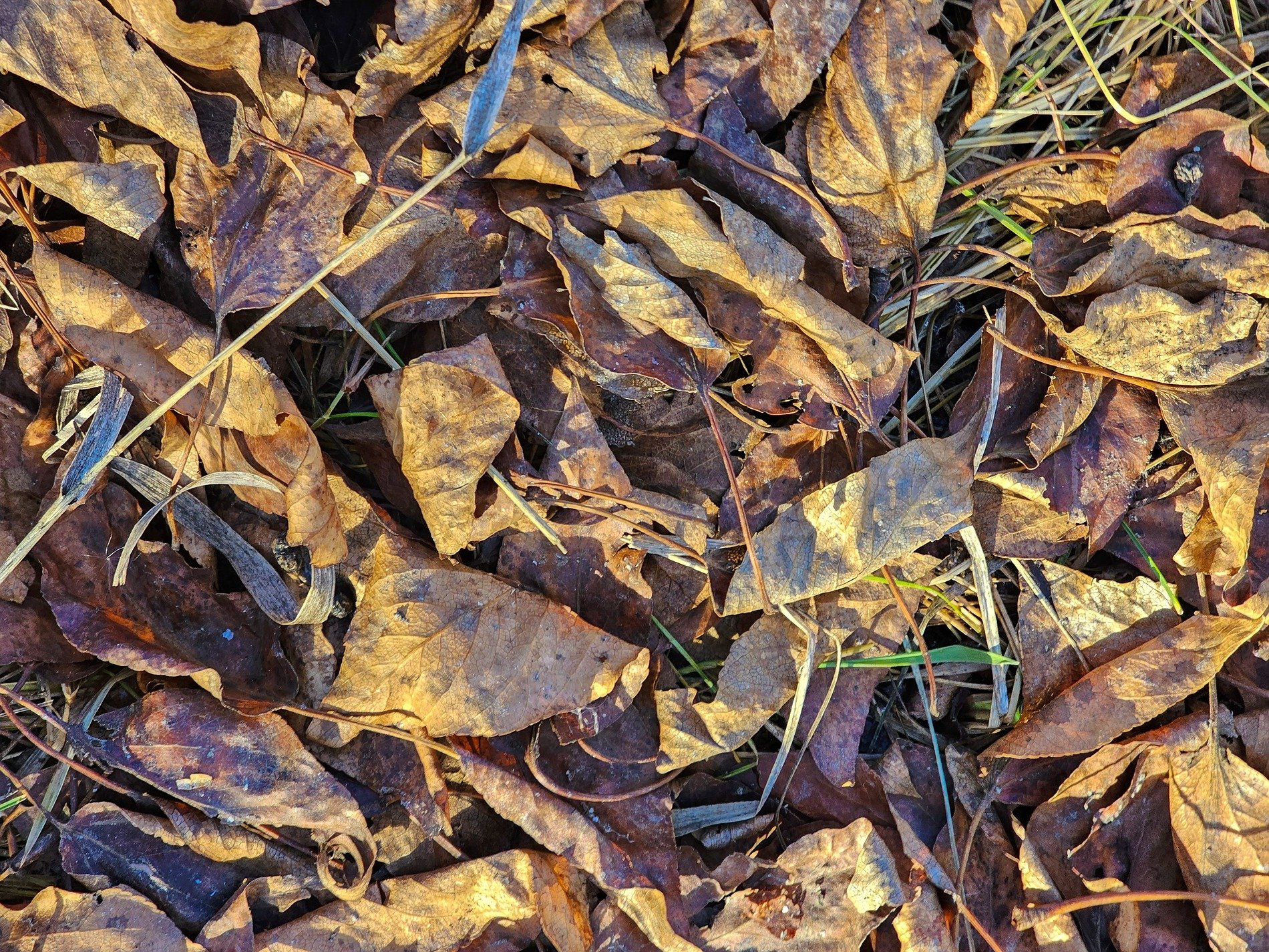 Brown leaves on the ground, curled edges meet the dark soil, nature turns to grit