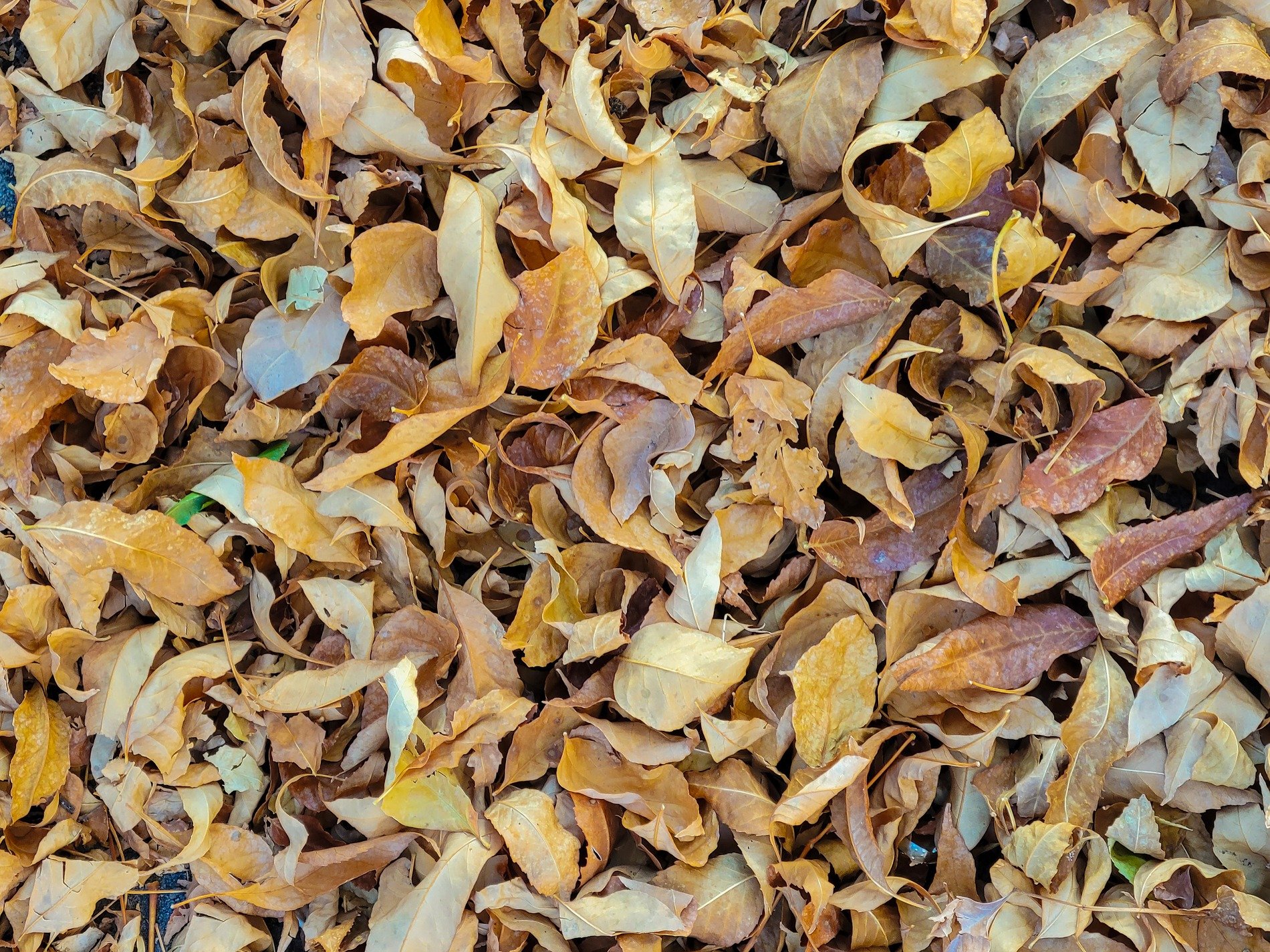 Golden leaves descend, brittle shells cover the earth, autumn's quiet shroud