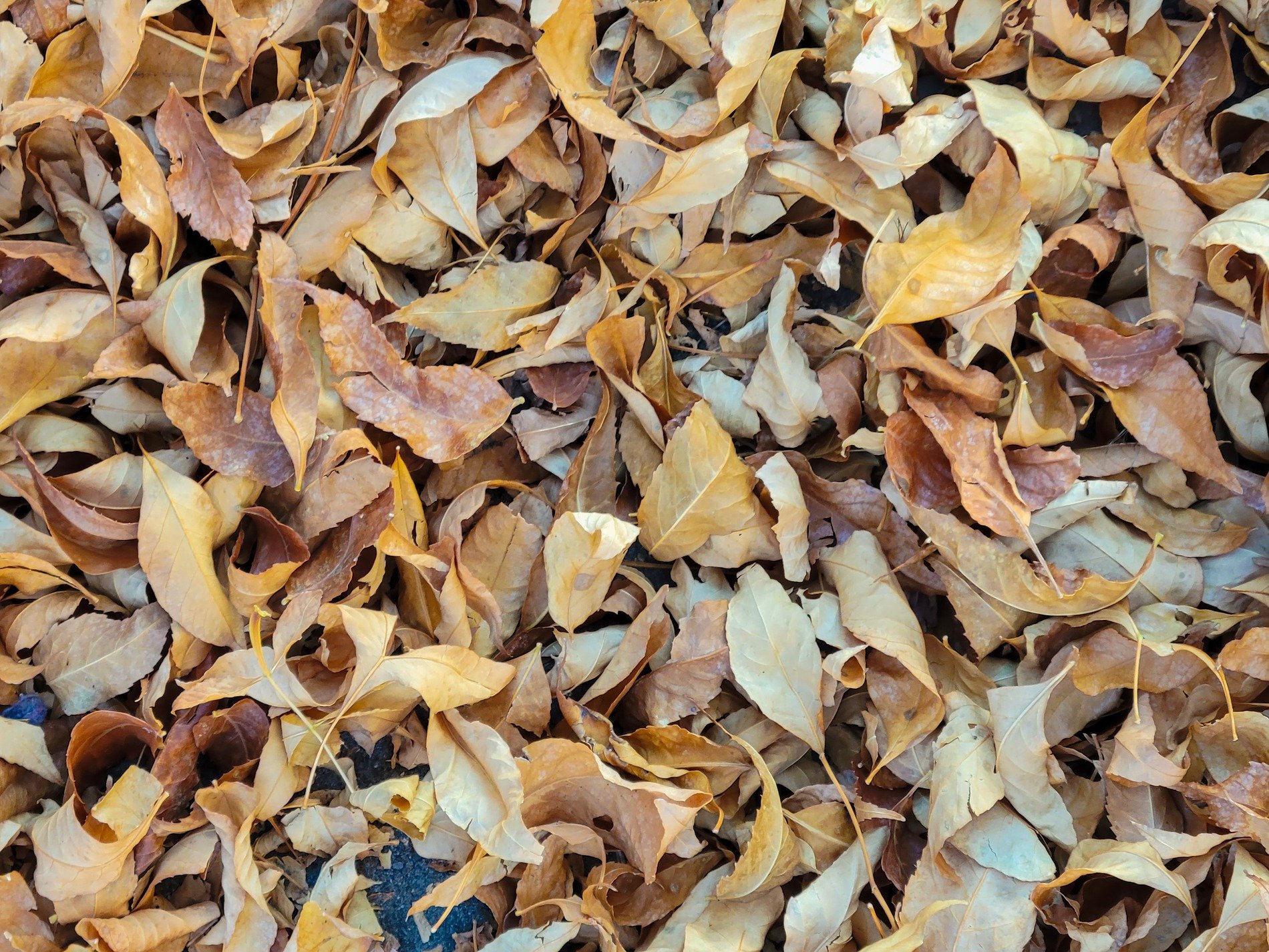 Dry leaves drift in piles, golden light on brittle curls, autumn's faded shroud