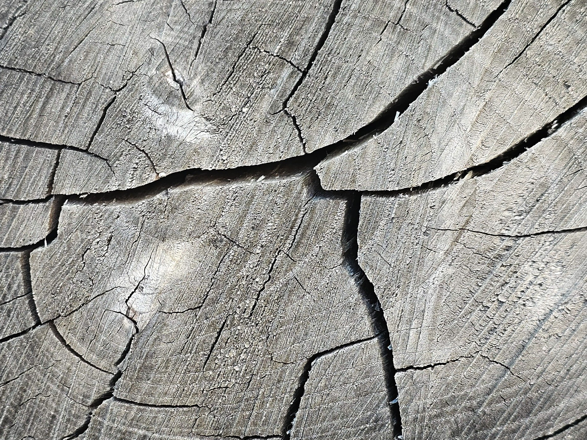 Rings of history, deep cracks split the silver wood, time carves the surface
