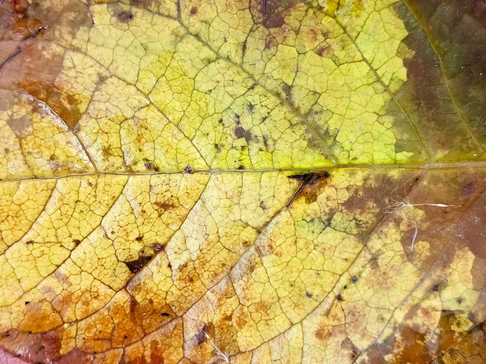 Gold veins web the light, mottled rot claims the green skin, earth returns to earth