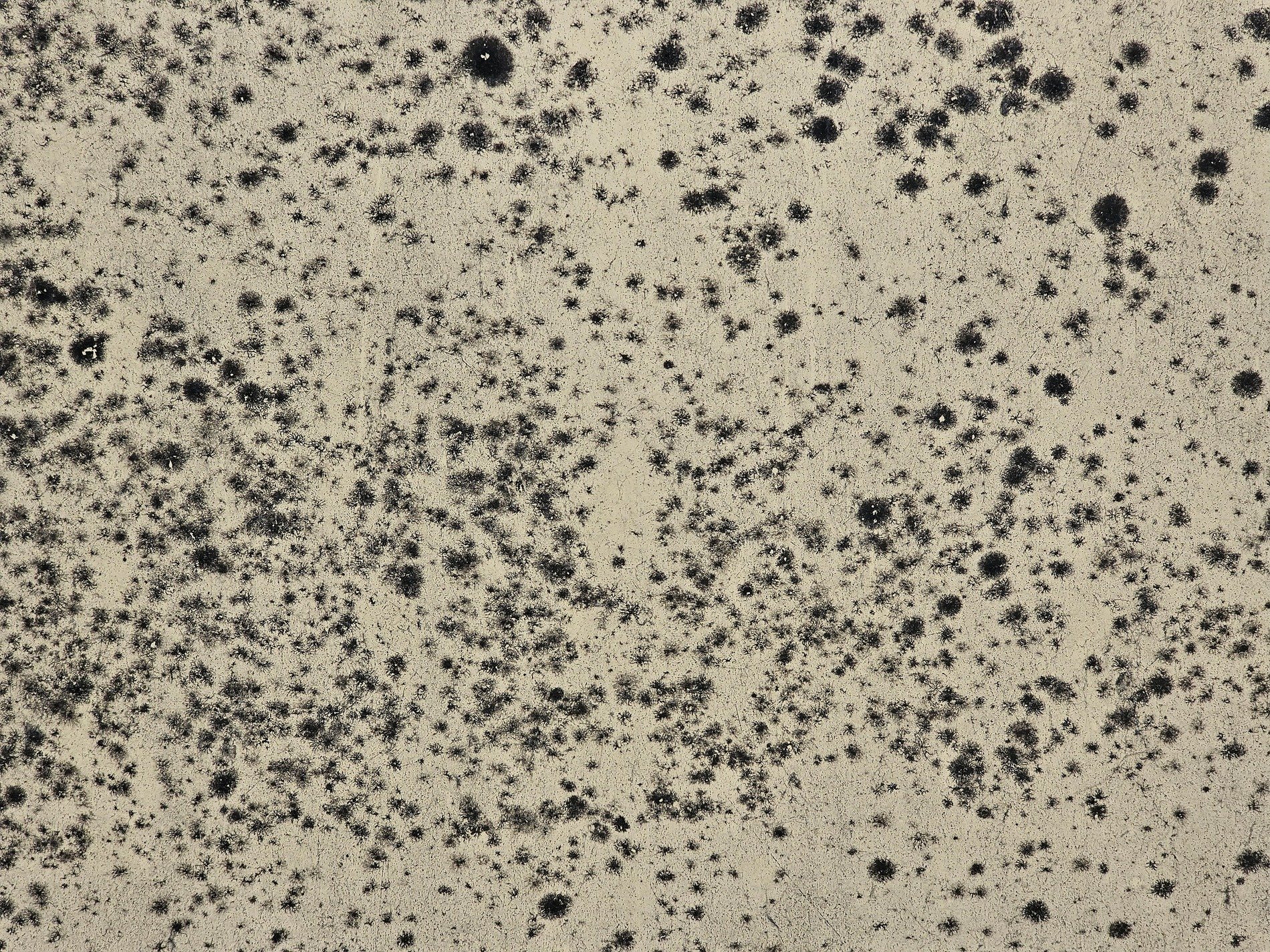 Black spots bloom like stars, pale stone yields to dark decay, nature claims the wall