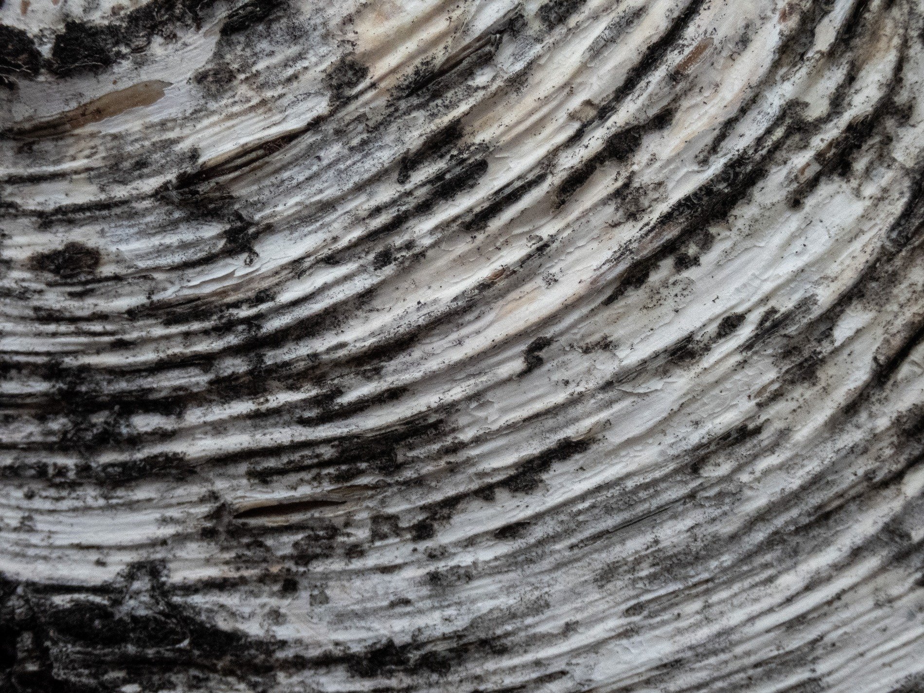 Dark curves sweep the field, silver lines trace the orbit, grit holds the spiral