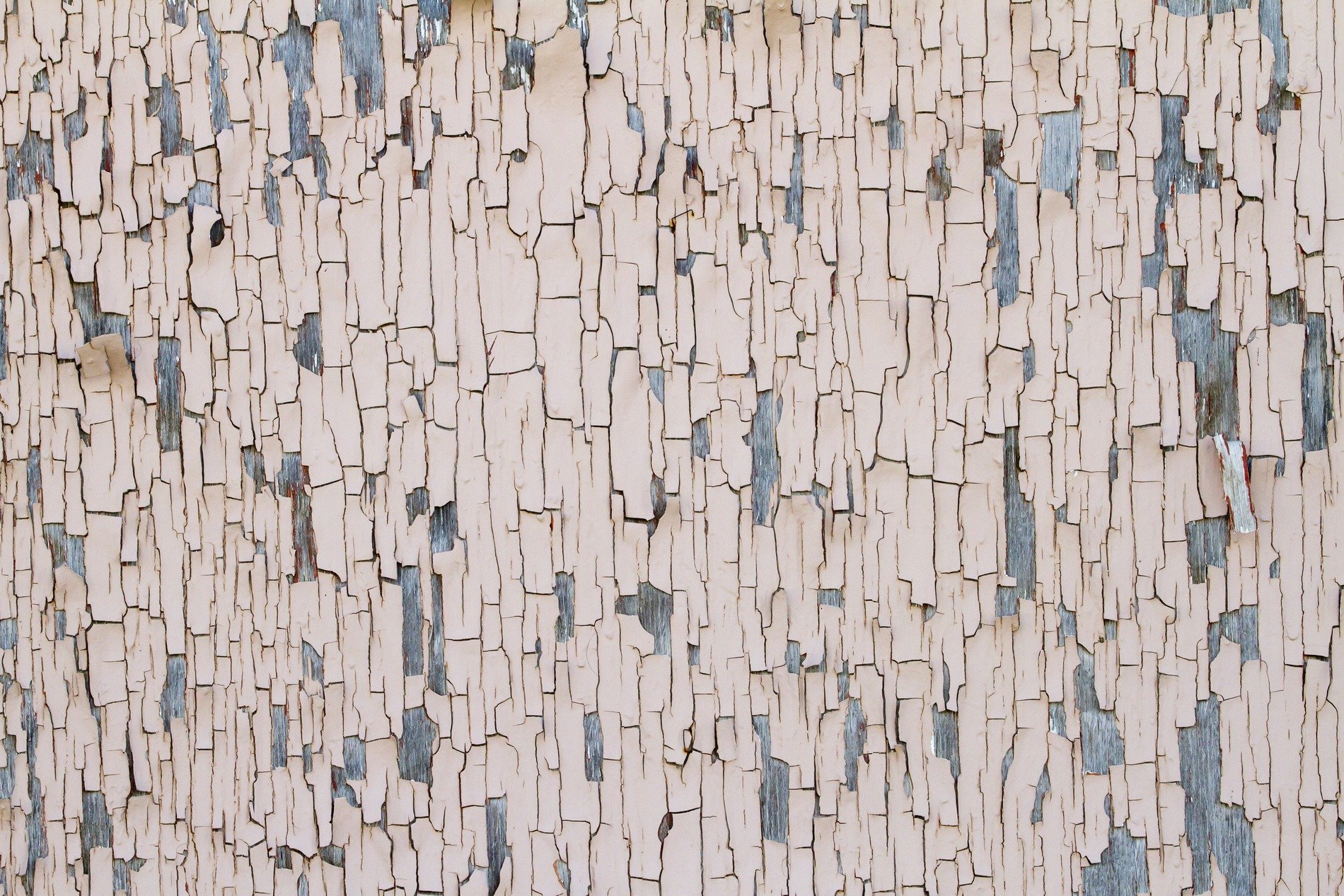 Pale flakes curl away, silvered wood hides underneath, age cracks the veneer