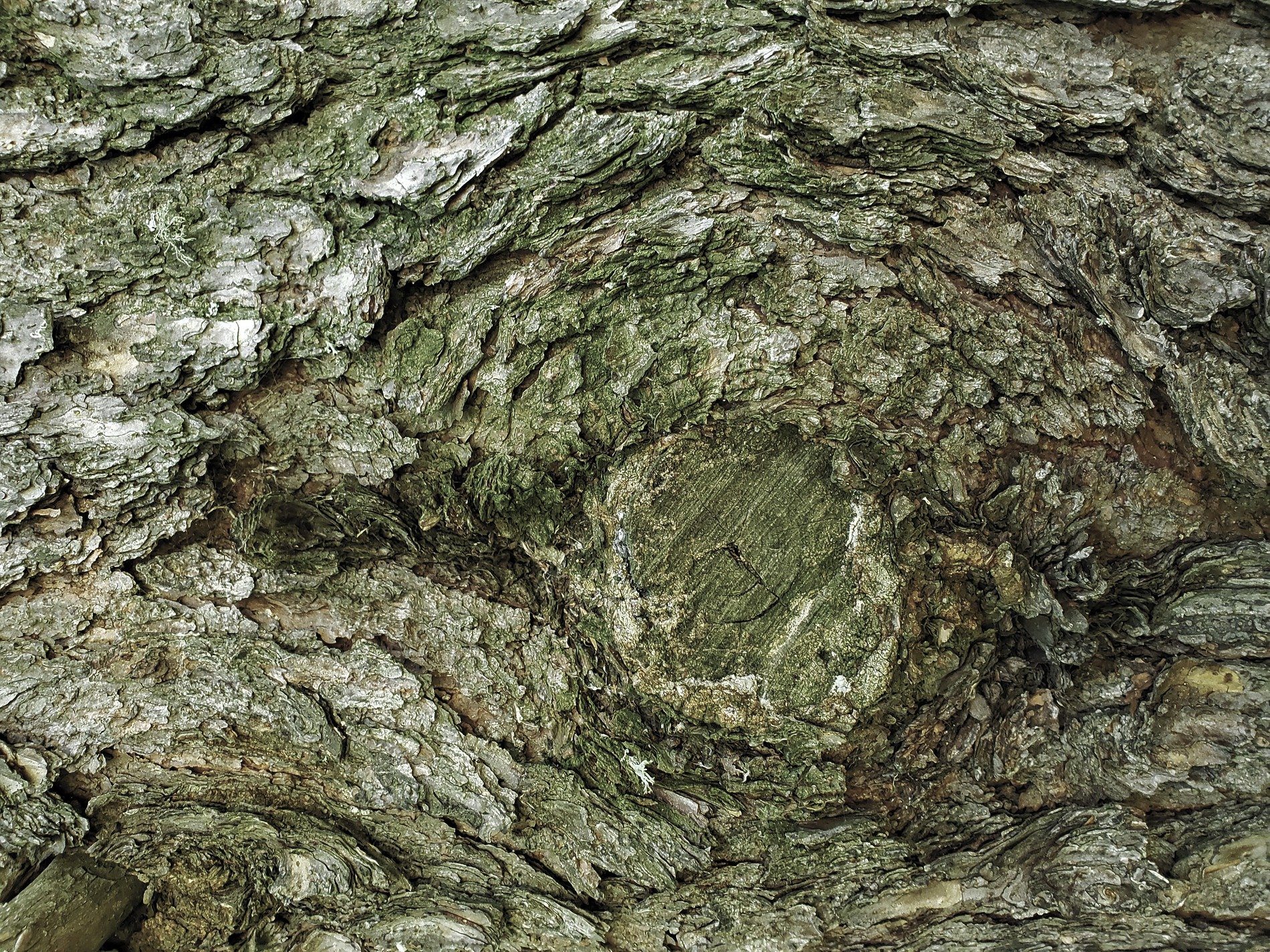 Faint hues meet the grey, purple veins bleed on the skin, grit holds the pattern