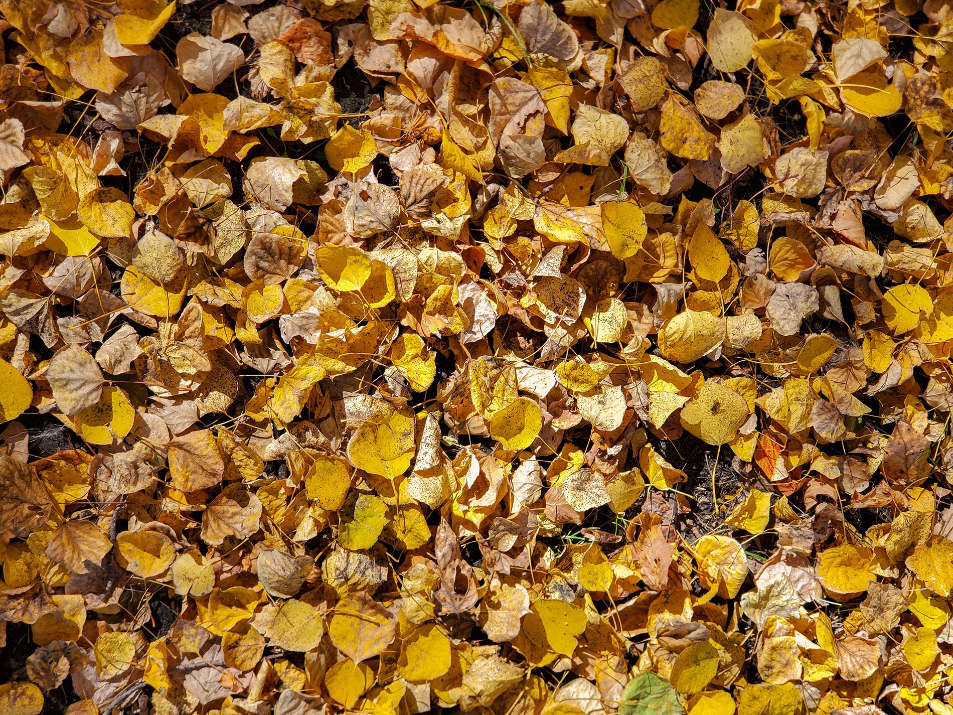 Gold leaves drift to earth, curled edges meet the dark soil, time claims the harvest.