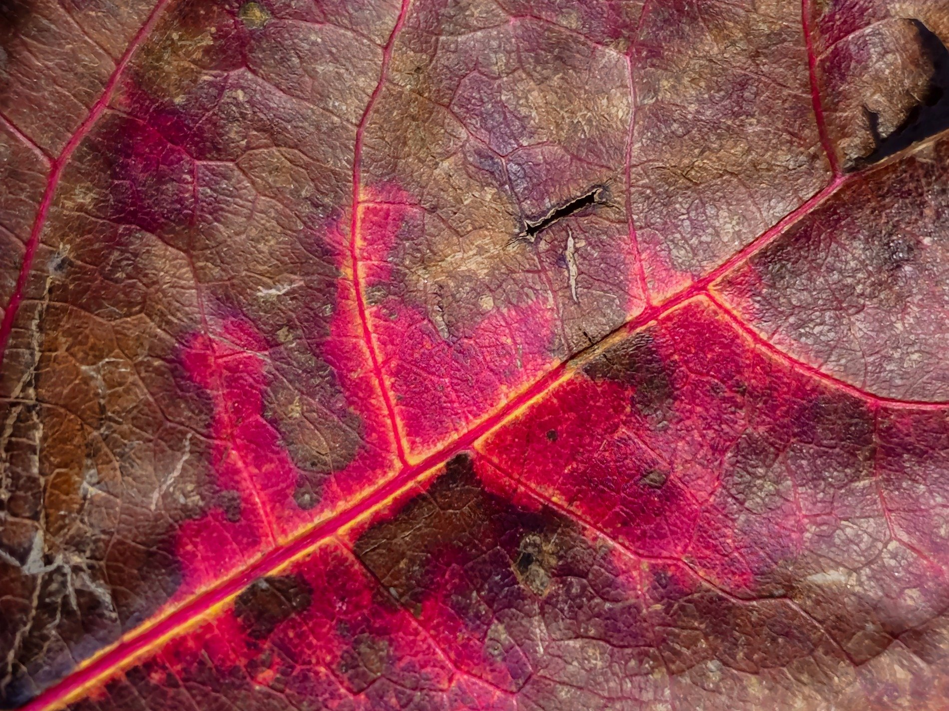 Green curves hold the light, organic lines trace the skin, nature turns to grit
