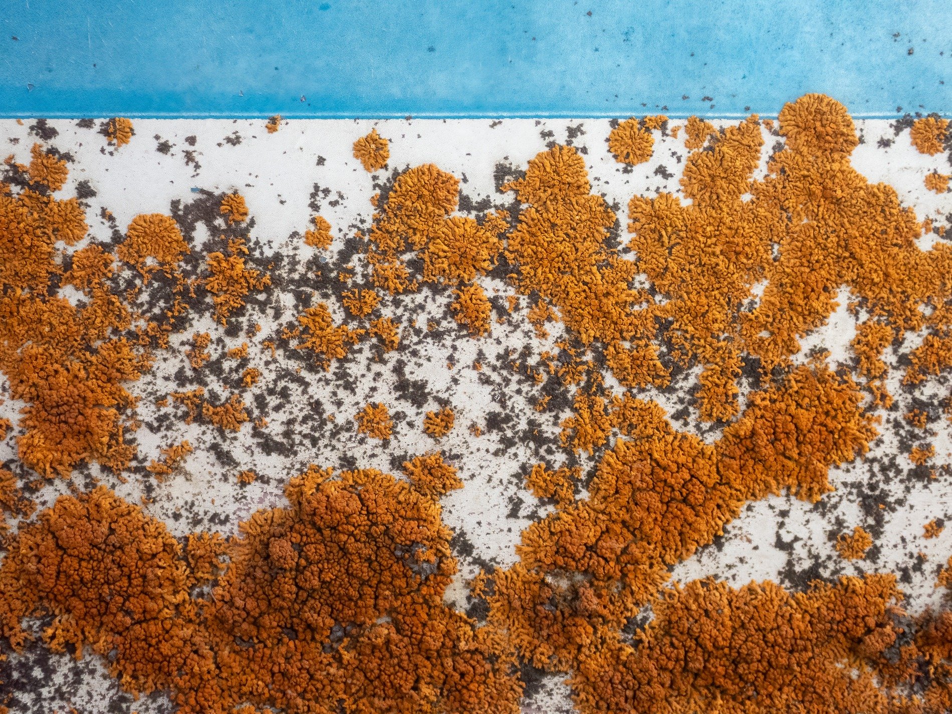 Green skin flakes away, jagged edges meet the light, grit marks the finish