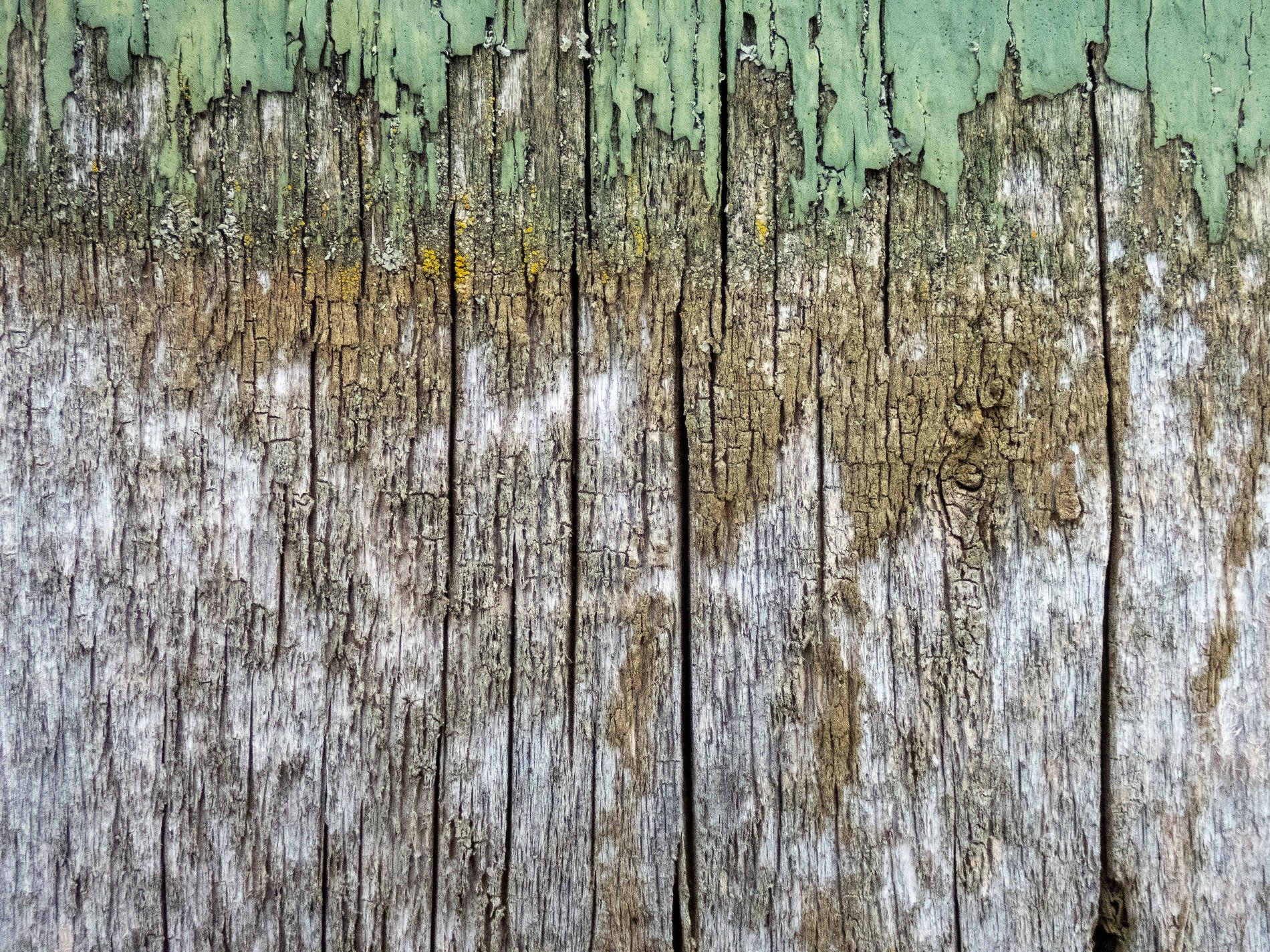 Green skin flakes away, jagged edges meet the wood, grit marks the finish