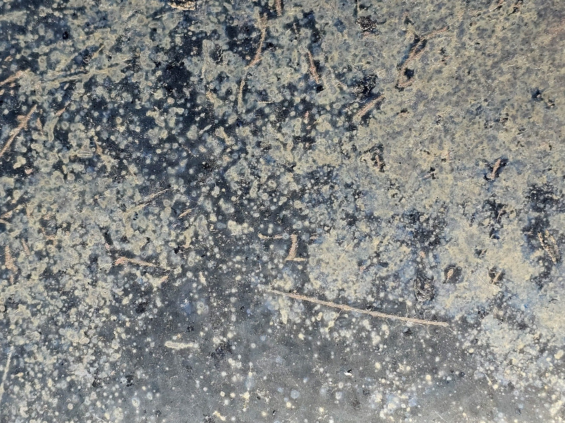 Grey skin bears the scars, orange rust spots mark the plate, grit holds the pattern