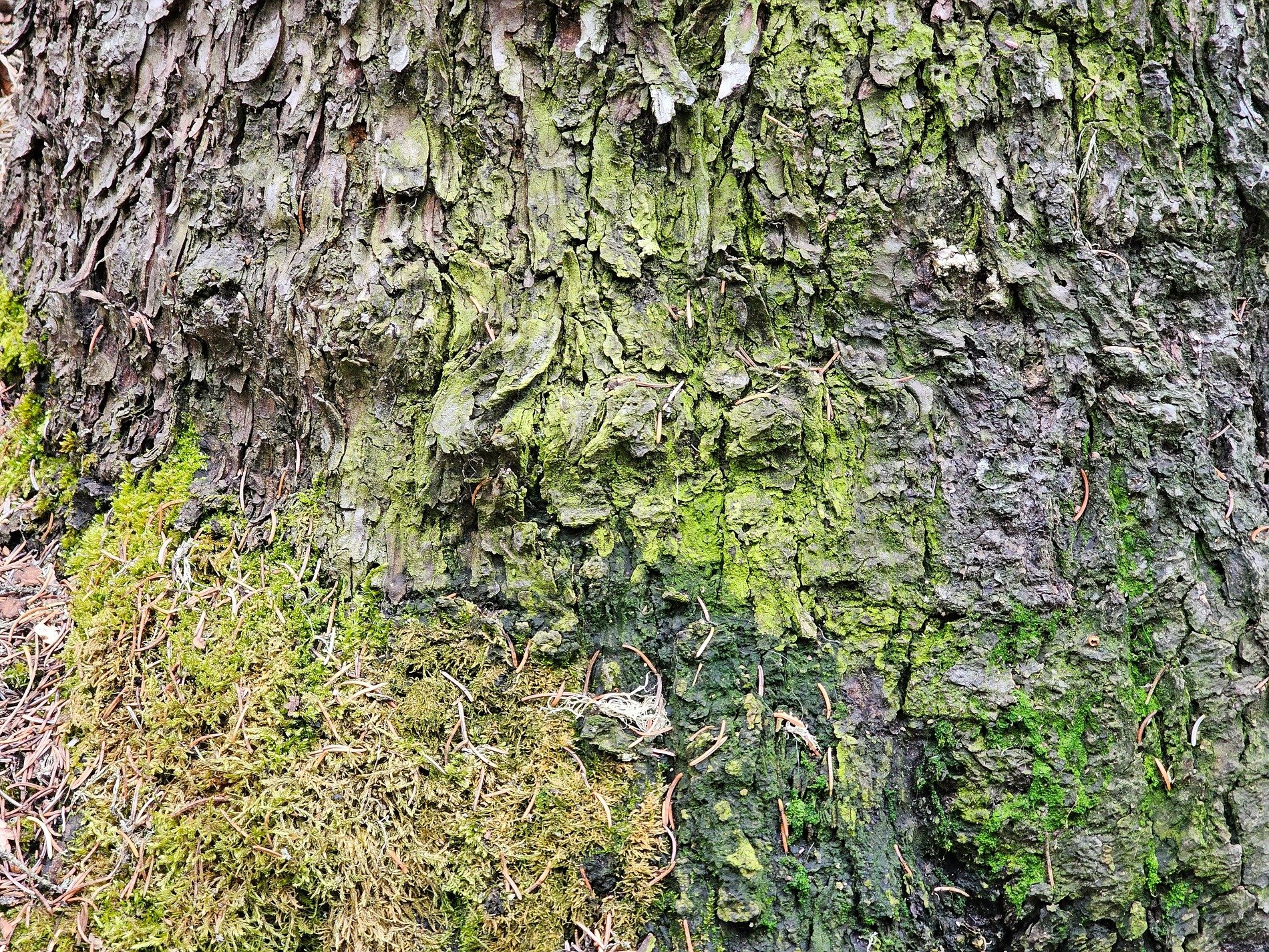 Rough bark holds the moss, green life spreads across the wood, needles rest in cracks