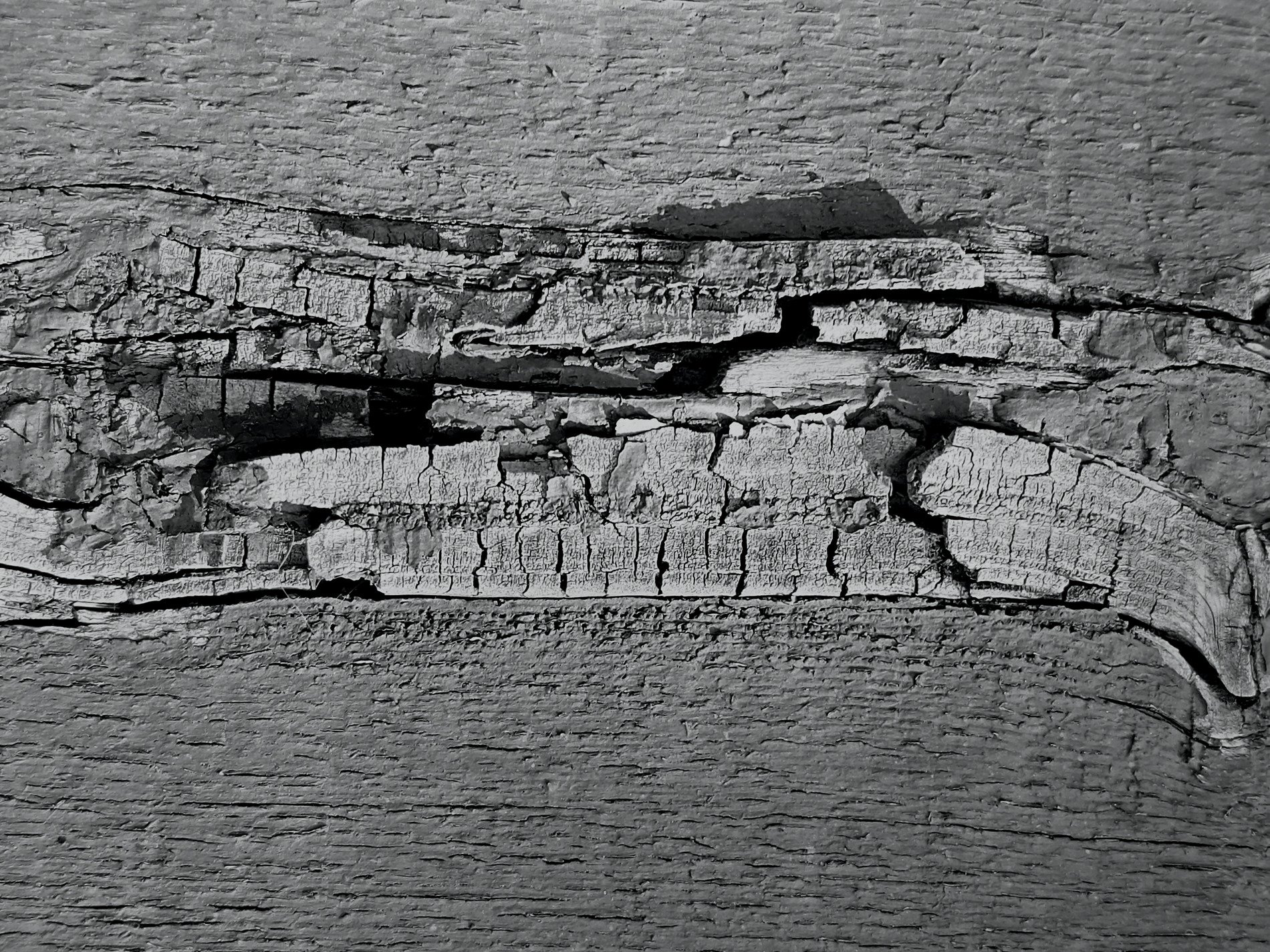 Inner rings flow deep, circular grains hold the core, nature stays the course