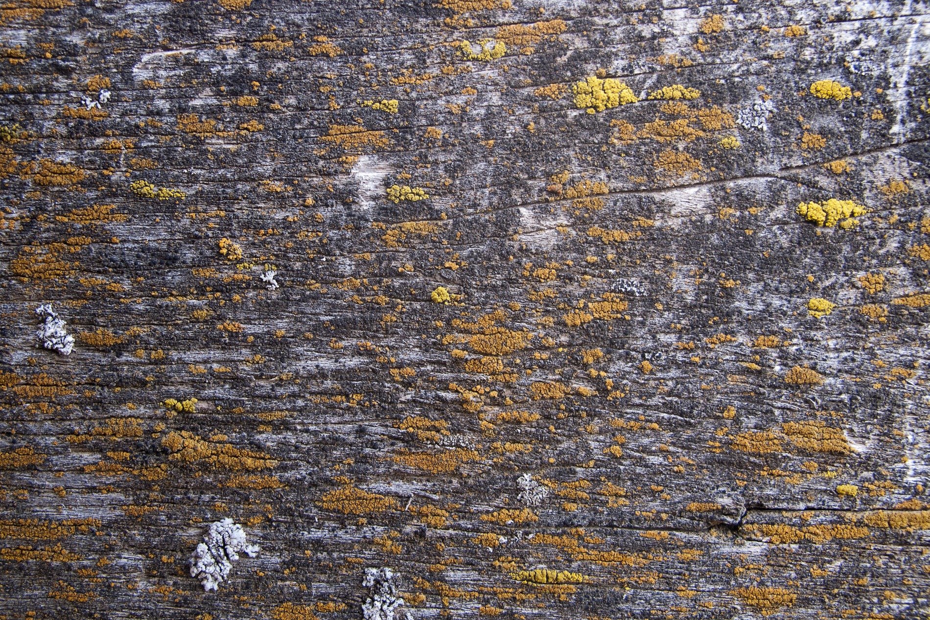 Jagged pits mark depth, silver skin turns into grey, light holds the surface