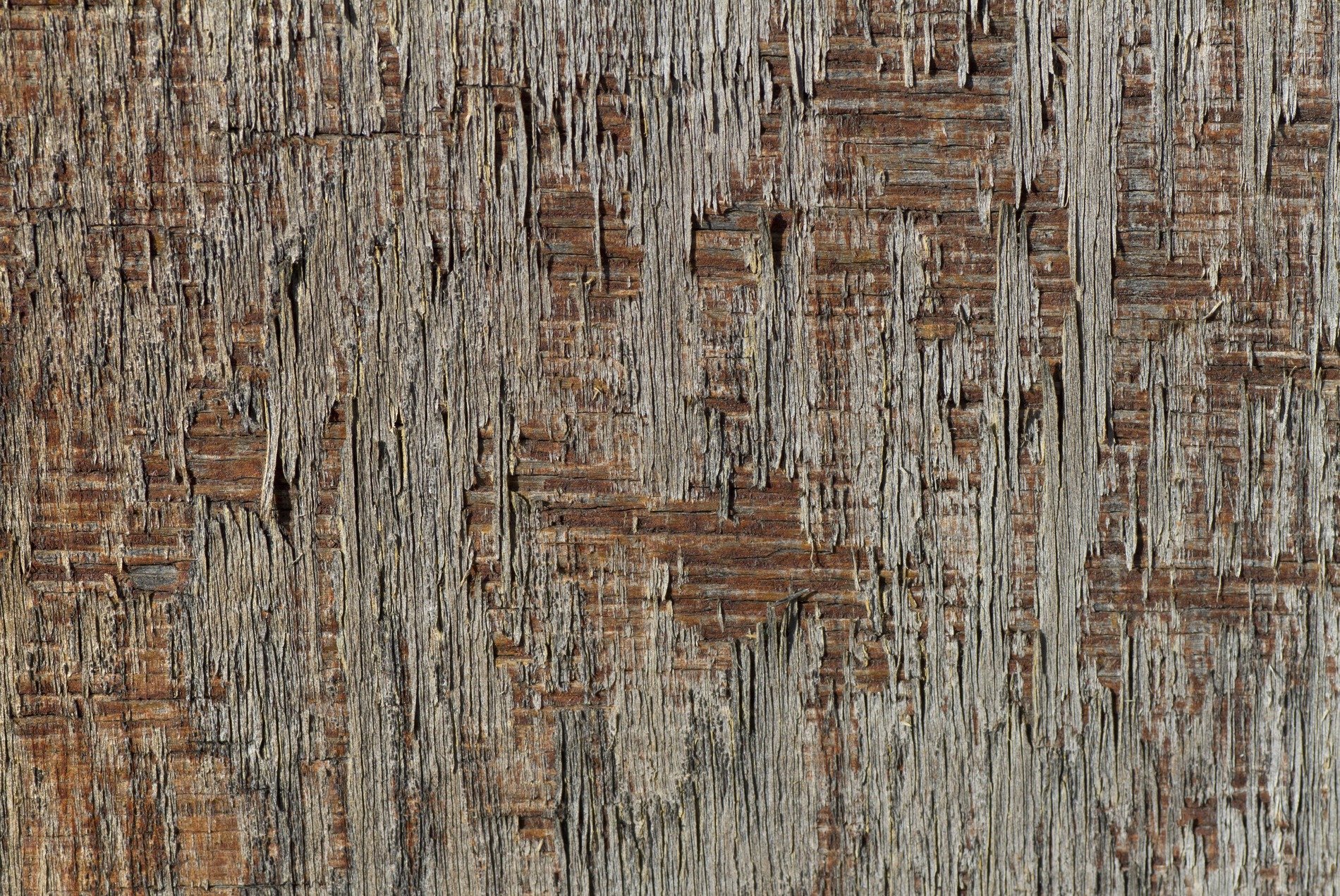 Grey splinters reach out, rough layers peel from the core, age wears down the grain