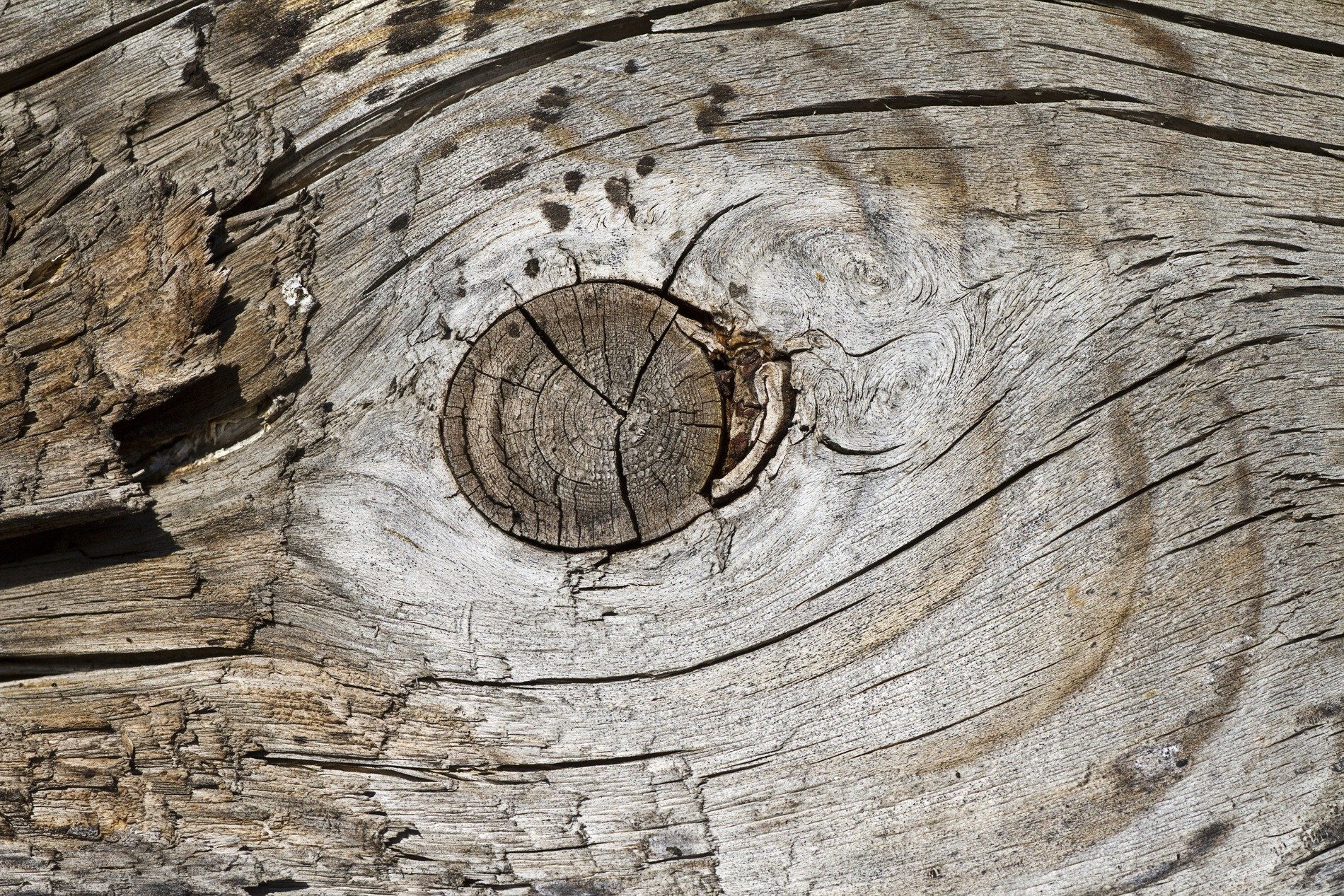 Rough grain circles round, a dark eye stares from the wood, weathered cracks run deep