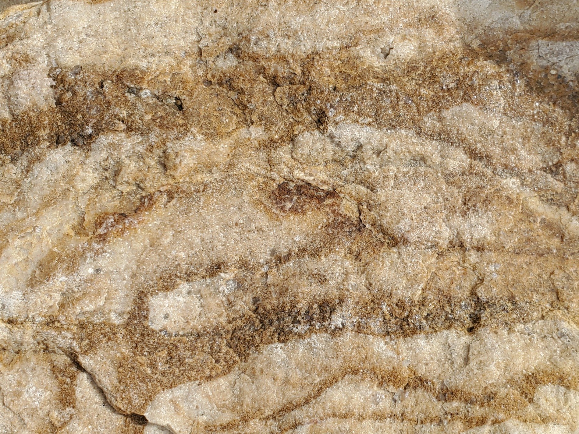 Pale veins meet the brown, dry edges curl in the light, time wears the finish