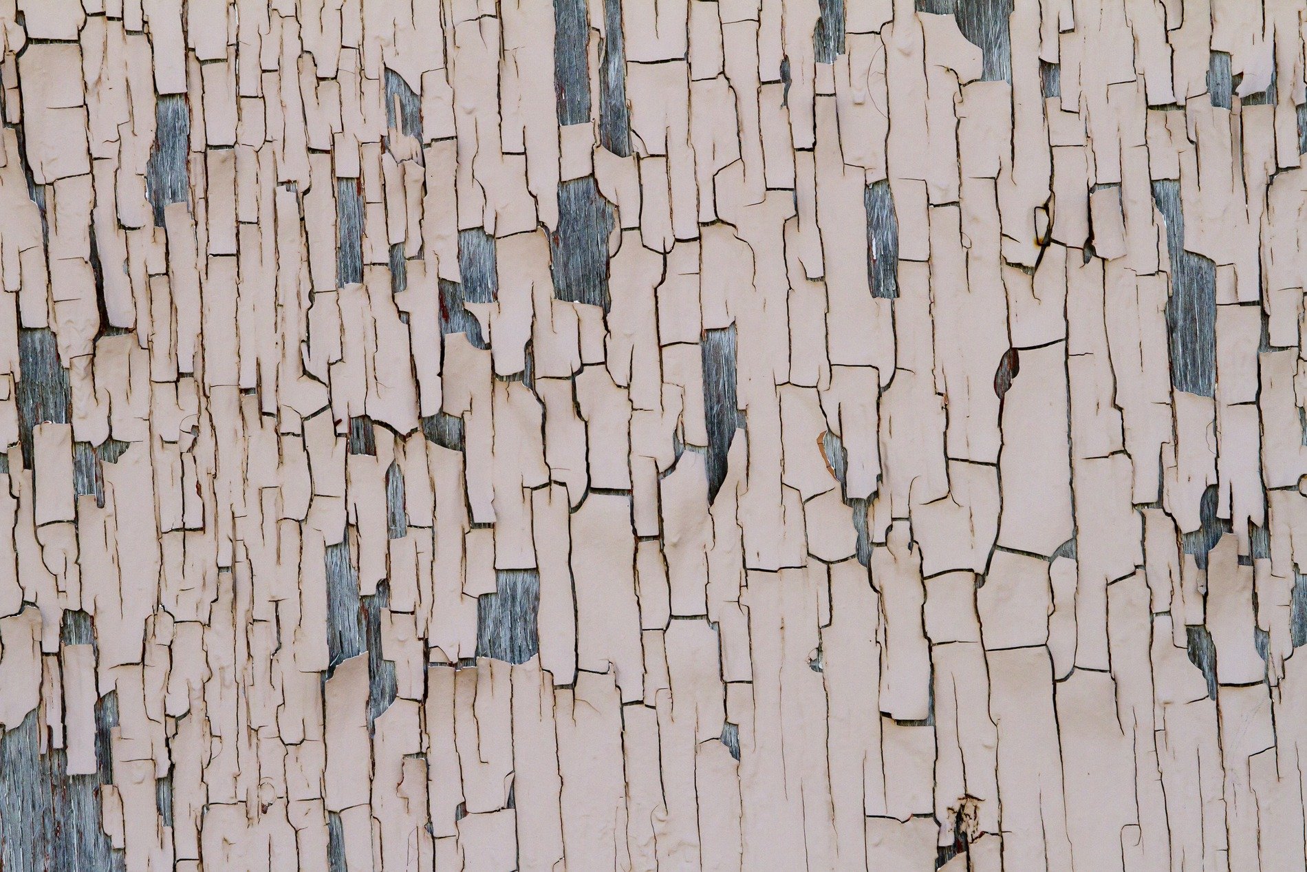 Pink roses on green stems, faded cream paper, time wears the pattern