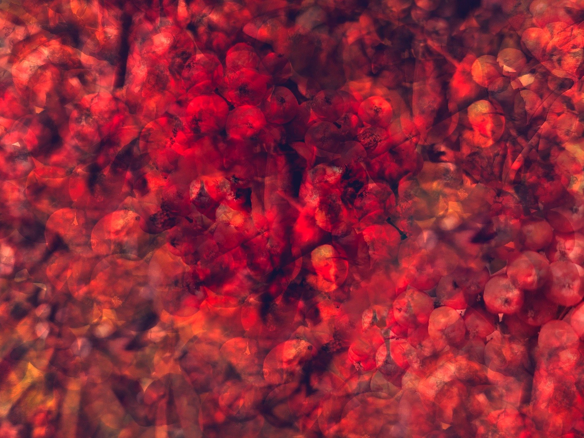 Red spheres drift in mist, layered forms meet the field, organic echoes hold the light