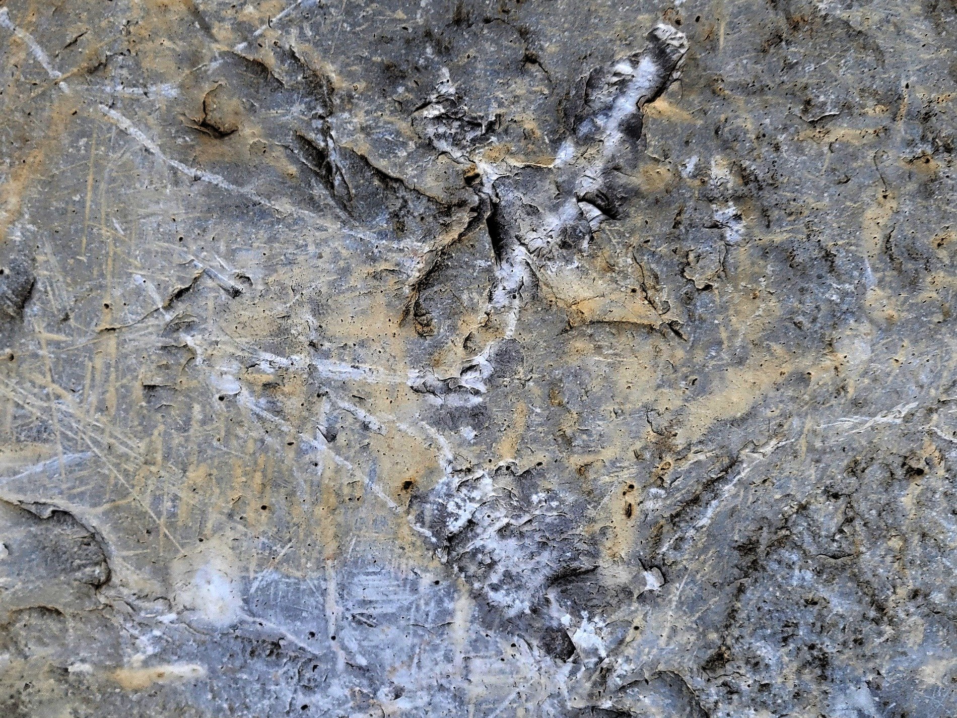 Rough skin holds the light, pale streaks trace the surface, time wears the pattern