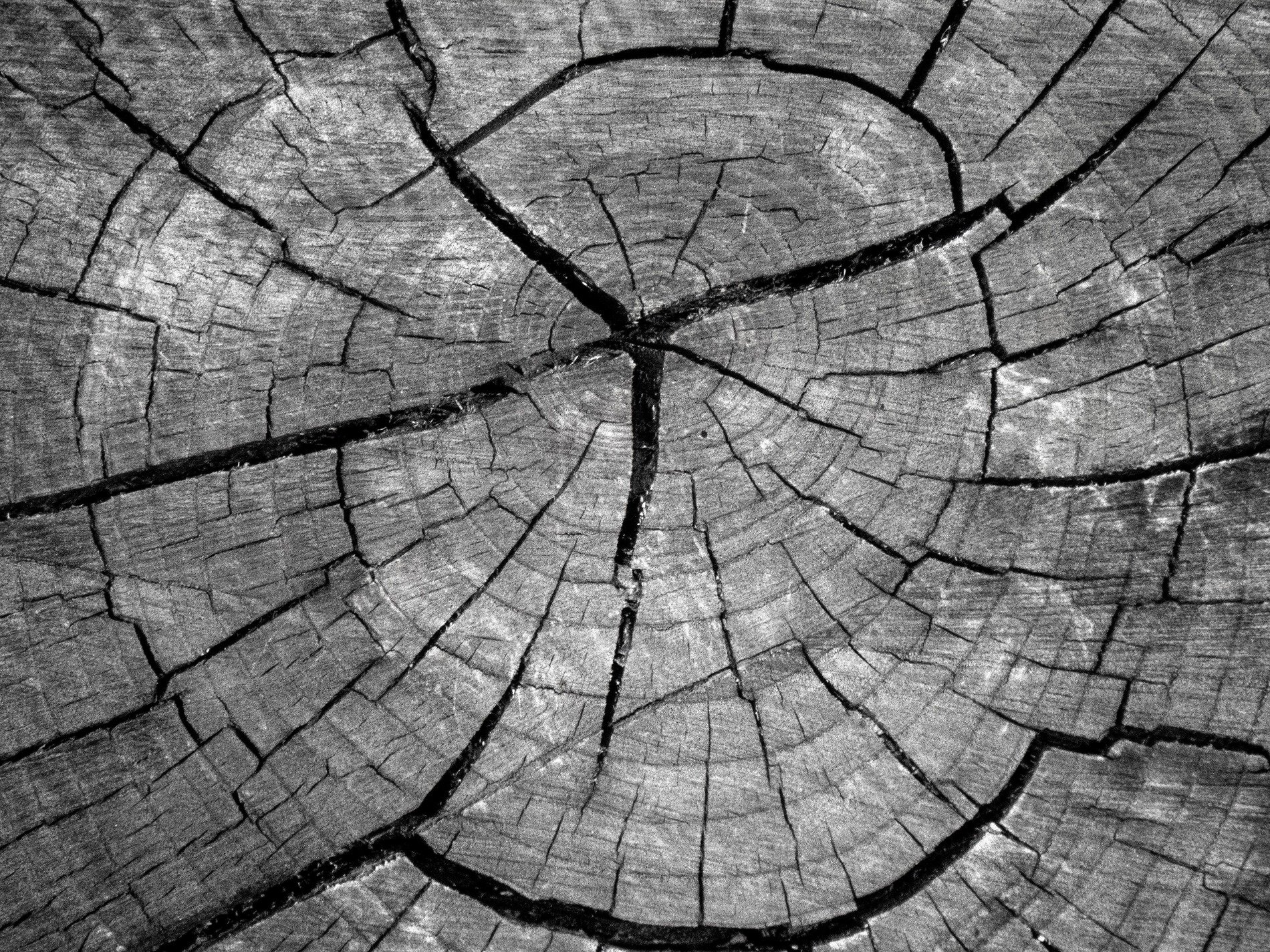 Silver grain flows fast, vertical lines trace the field, light holds the pattern