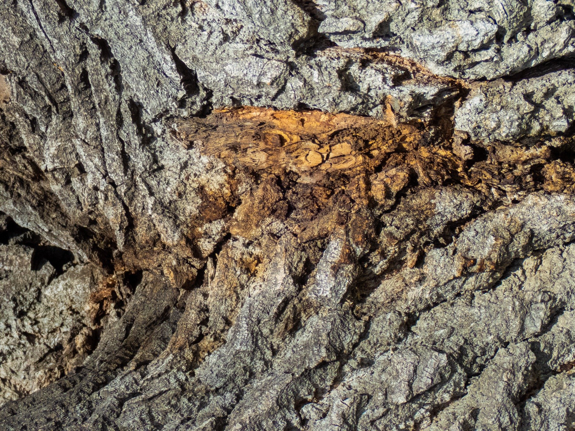 Silver grain flows fast, vertical lines trace the field, time wears the finish