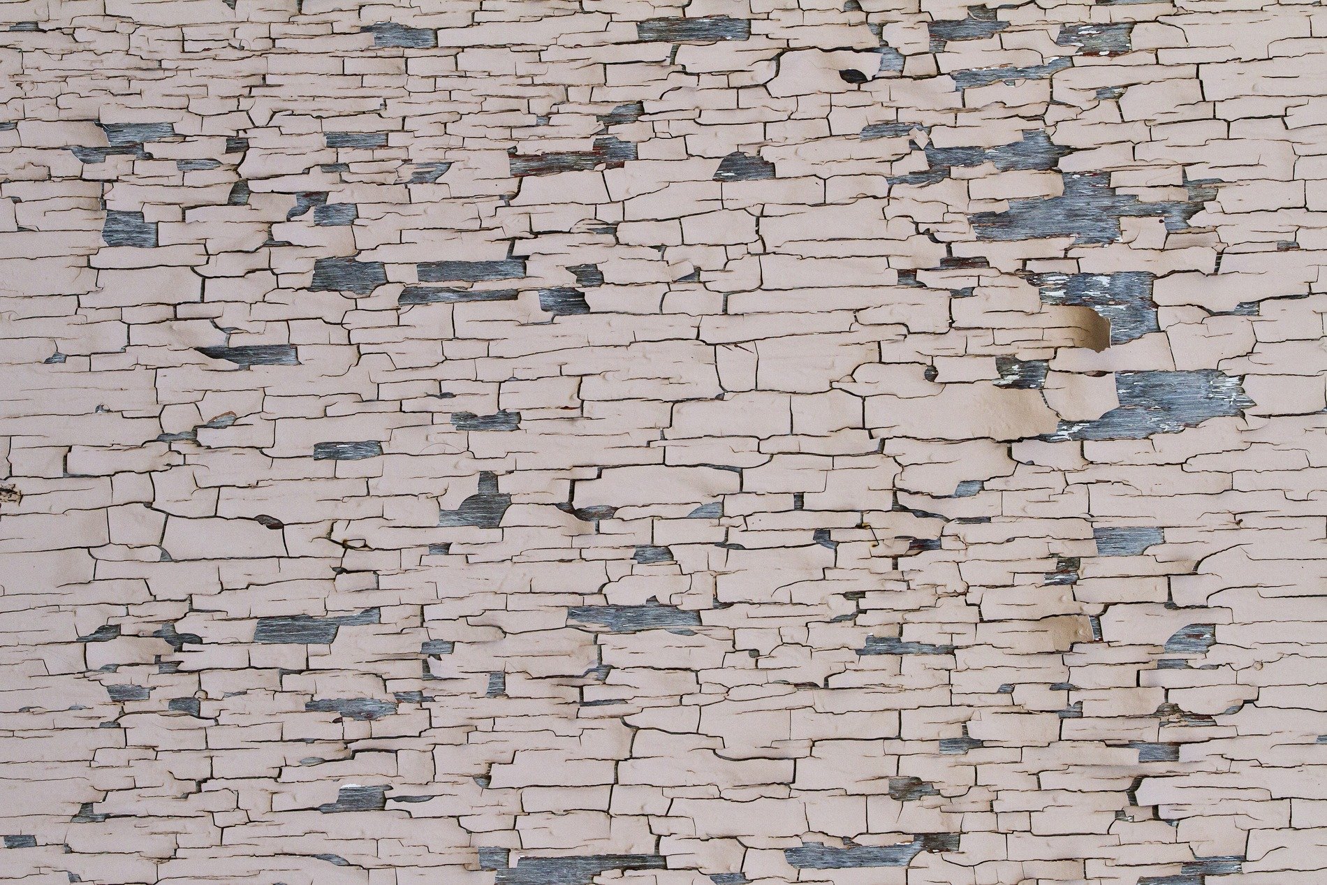 Silver grain holds fast, deep ridges trace the weather, time marks the fiber