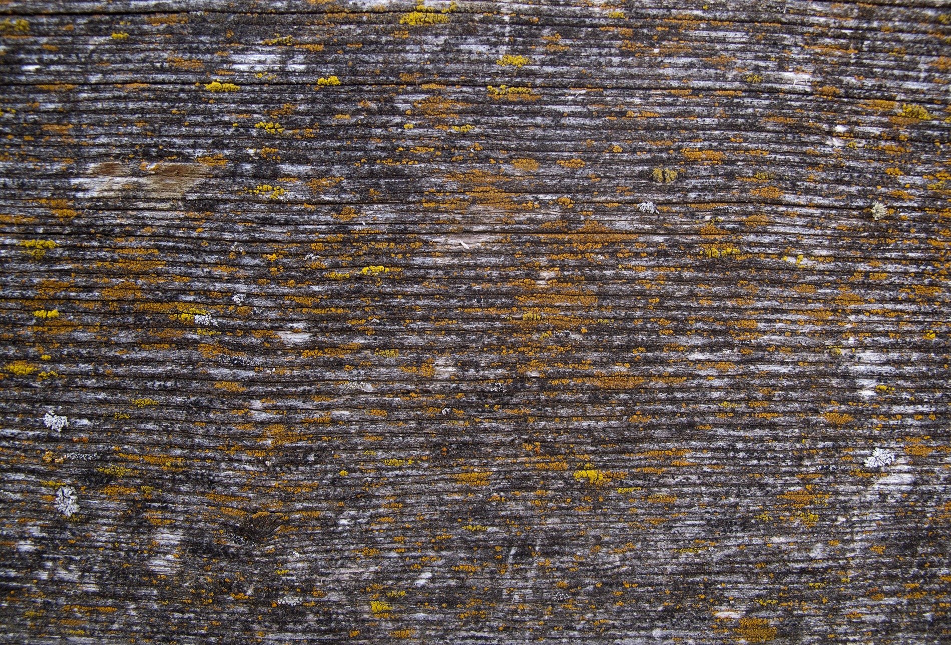 Weathered grey wood grains, lichen blooms in gold and bronze, nature claims the plank