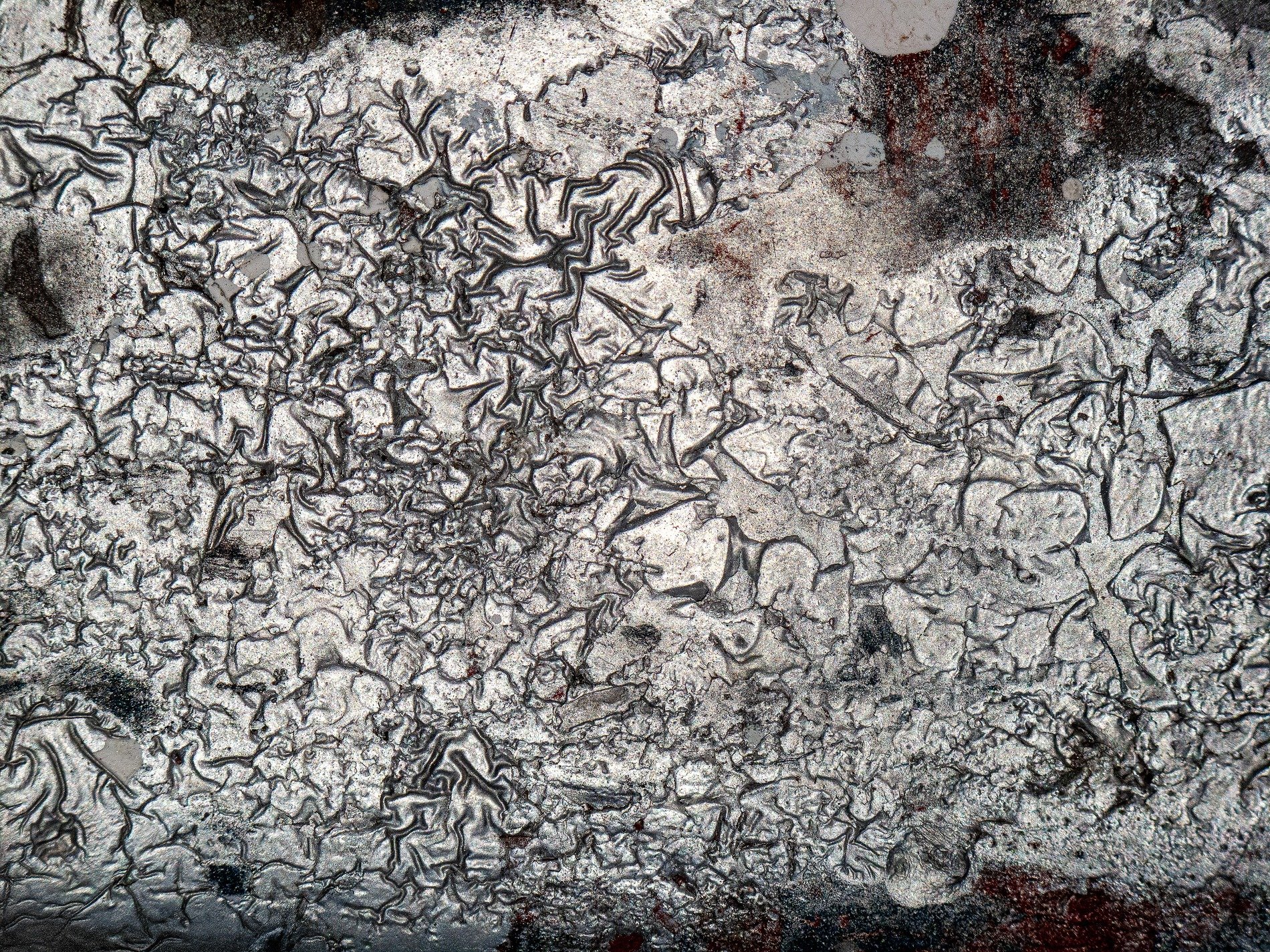 Silver scales crack back, dark veins web the metallic, grit holds the pattern