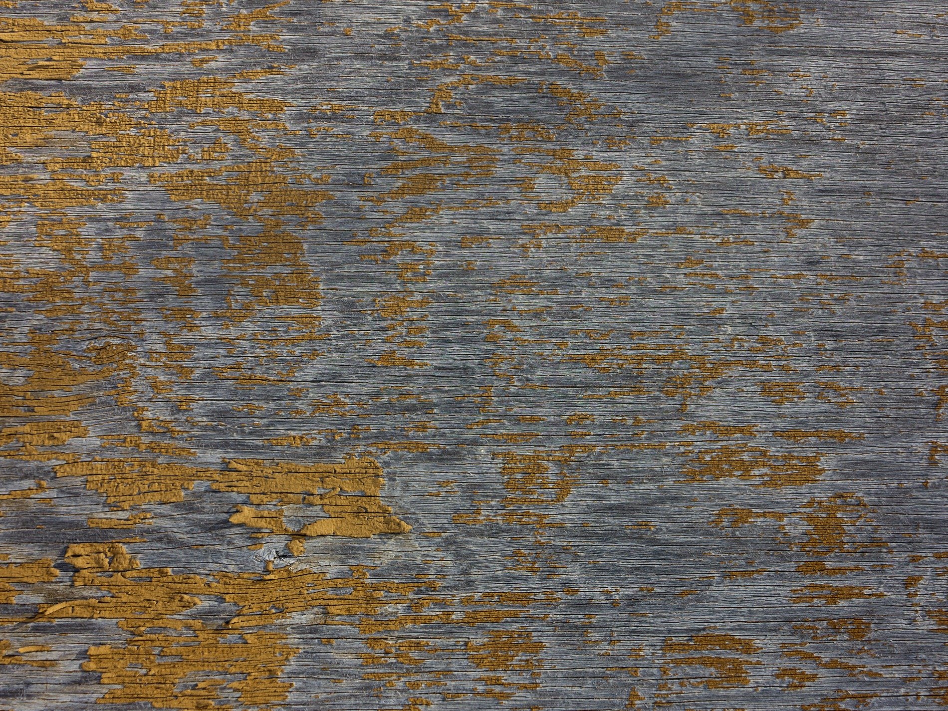 Grey wood holds the grain, ochre paint flakes from the board, time wears down the skin