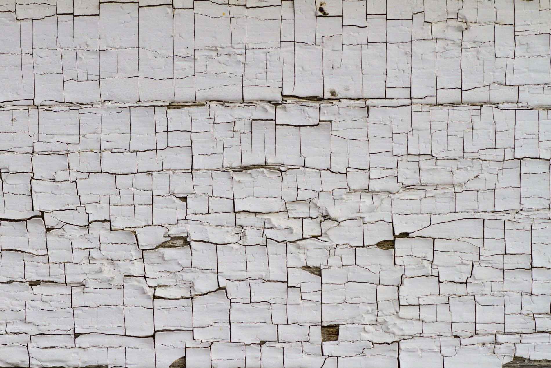 White skin cracks apart, brittle layers turn to dust, wood shows through the gaps