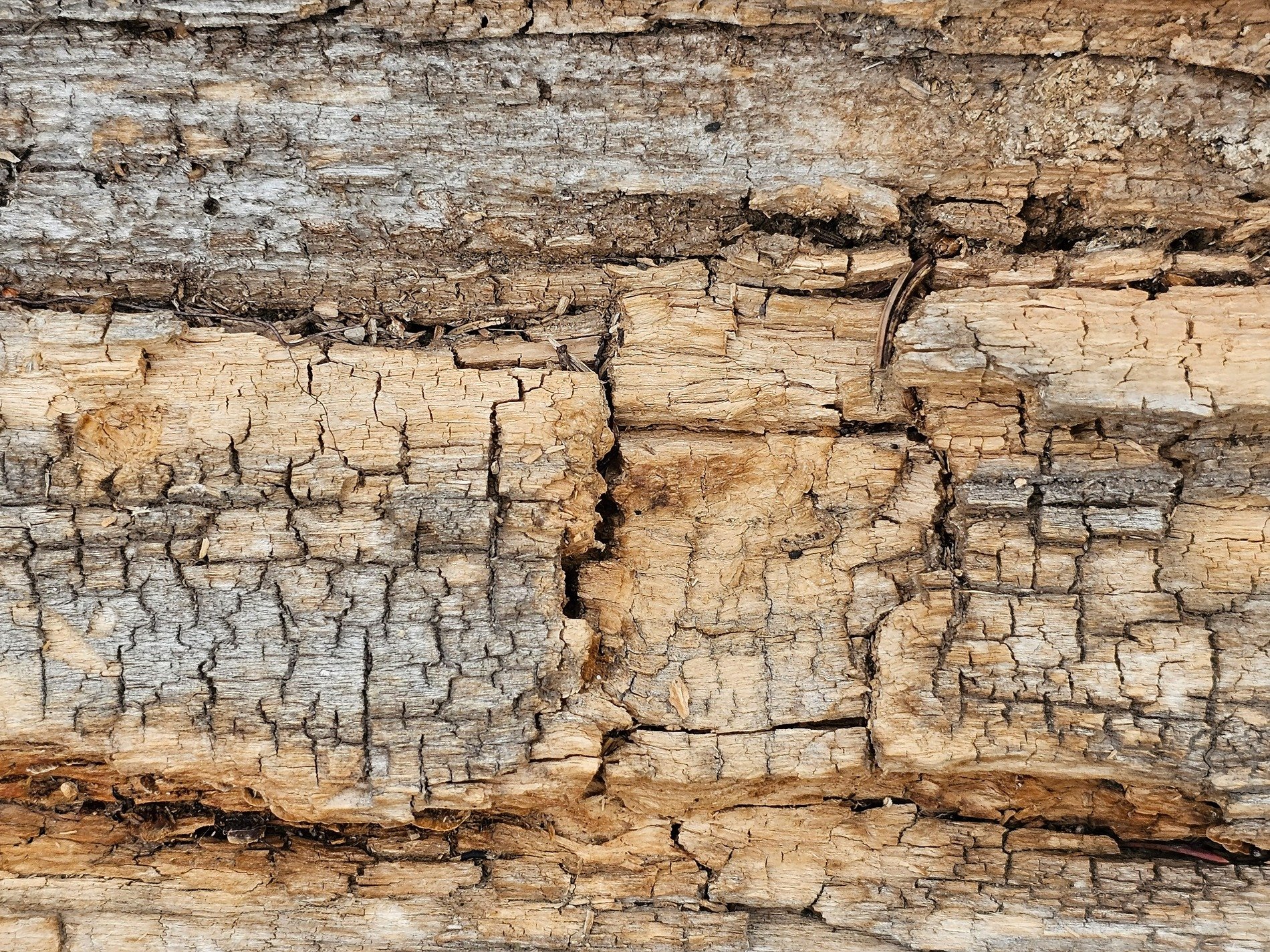 Tan blocks break apart, cubical rot traces the field, dry years leave a mark