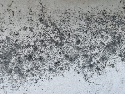 Black specks on the white, cracked skin marks the heavy wall, grit holds the pattern