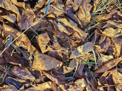 Brown leaves on the ground, curled edges meet the dark soil, nature turns to grit