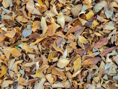 Golden leaves descend, brittle shells cover the earth, autumn's quiet shroud