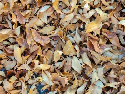Dry leaves drift in piles, golden light on brittle curls, autumn's faded shroud