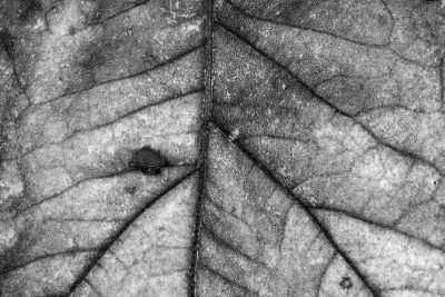 Brown veins trace the skin, dry curves hold the organic, nature turns to grit