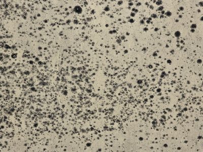 Black spots bloom like stars, pale stone yields to dark decay, nature claims the wall