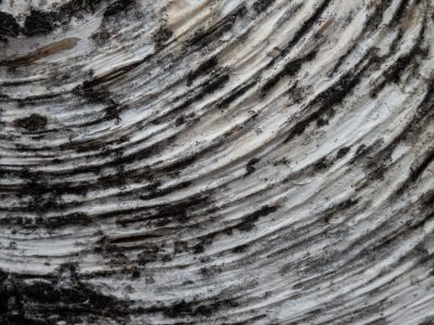 Dark curves sweep the field, silver lines trace the orbit, grit holds the spiral