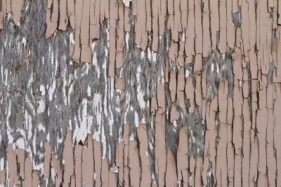 Beige skin curls away, weathered wood reveals its grain, time flaking apart