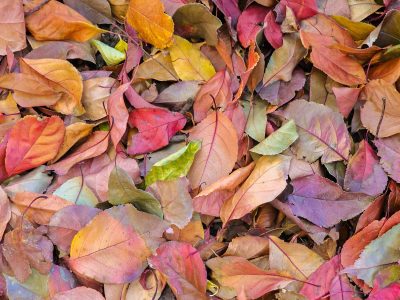 Dry leaf curls in the cold, brown veins trace the organic skin, nature turns to grit