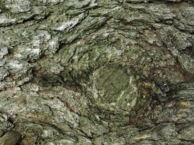 Faint hues meet the grey, purple veins bleed on the skin, grit holds the pattern