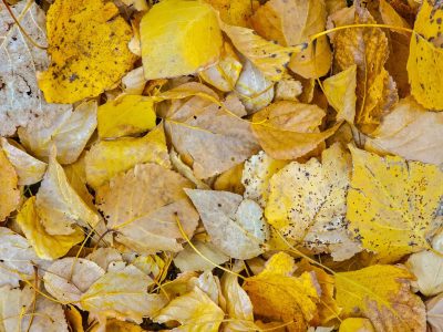 Gold leaves on the earth, bright yellow meets the grey ground, autumn claims the field