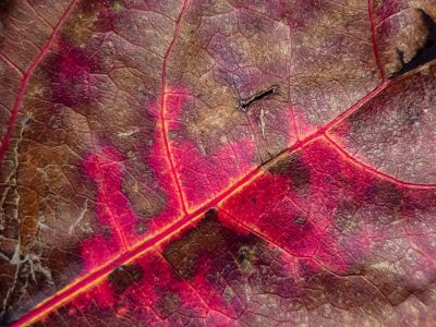 Green curves hold the light, organic lines trace the skin, nature turns to grit