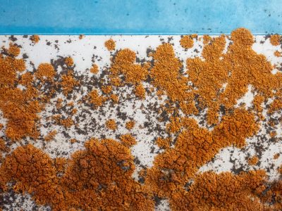 Green skin flakes away, jagged edges meet the light, grit marks the finish