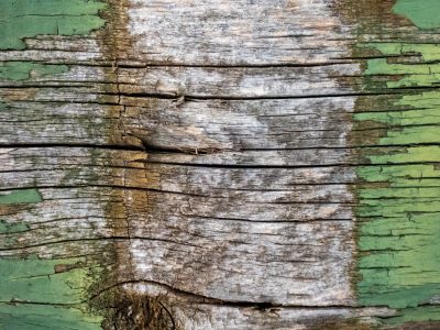 Green skin meets the grey, horizontal lines divide, dark knots hold the core