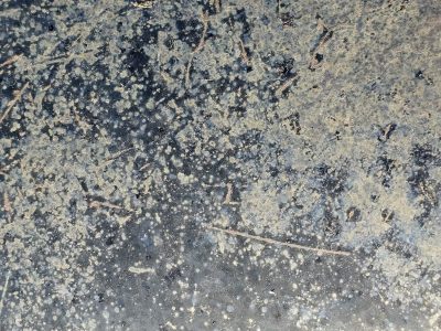 Grey skin bears the scars, orange rust spots mark the plate, grit holds the pattern