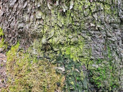 Rough bark holds the moss, green life spreads across the wood, needles rest in cracks