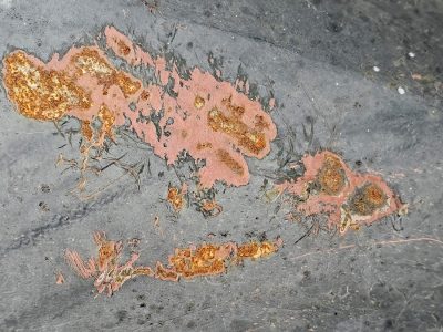 Grey steel bears the scars, pink rings hold the blooming rust, decay marks the shell