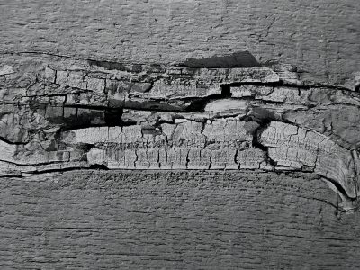 Inner rings flow deep, circular grains hold the core, nature stays the course