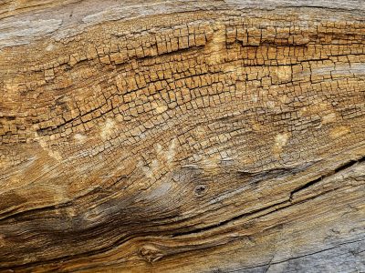 Inner rings flow deep, vertical grain holds the heart, nature stays the course